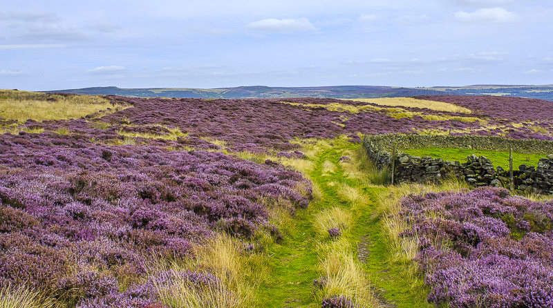 Abney Moor Abney Moor